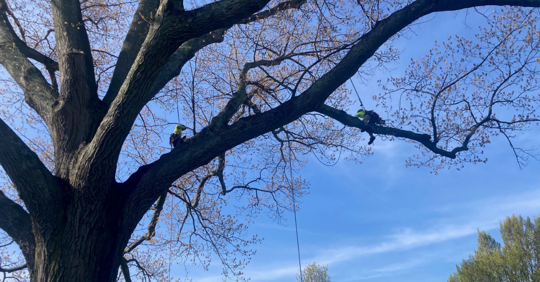 men inspecting a tree