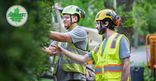 two men examining a plant