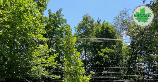 community trees