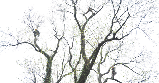 Arborists Performing Canopy Work