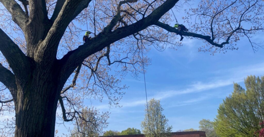 Arborists Working in the Canopy