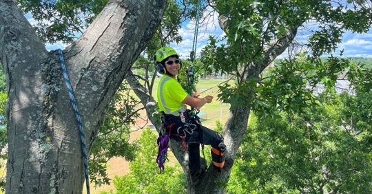 happy arborist in tree