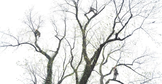 man doing tree pruning