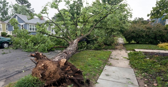tree that fell over during a storm