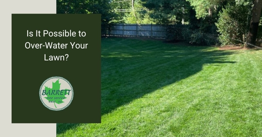 nice lush lawn after a storm