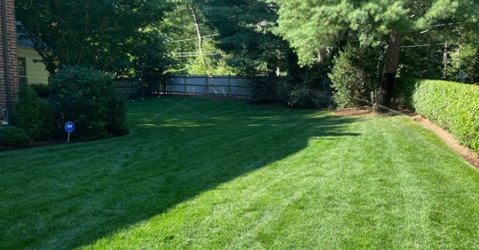 beautiful lawn