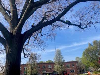 people pruning a tree