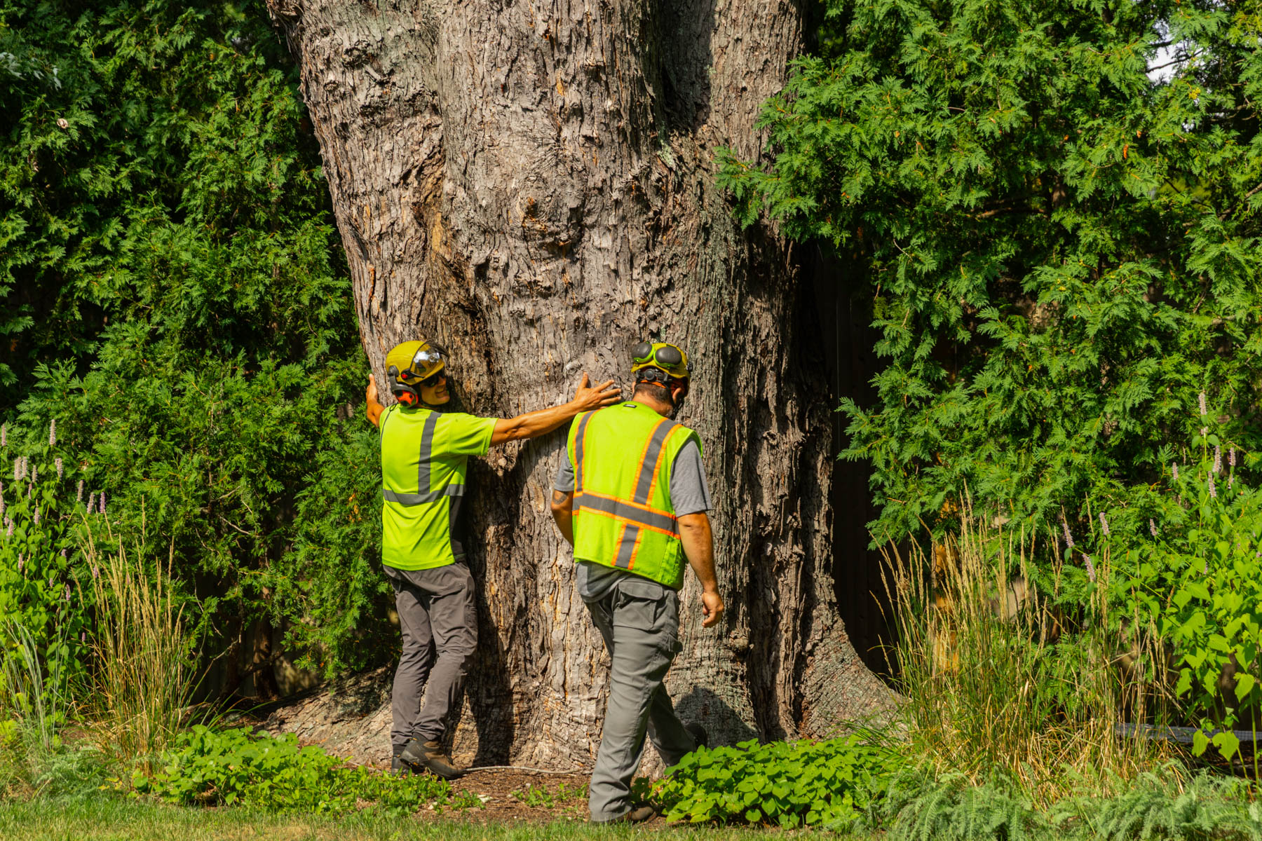 barrett-tree-service-tree-crew-leaders-inspecting-large-tree-trunk-day3-080