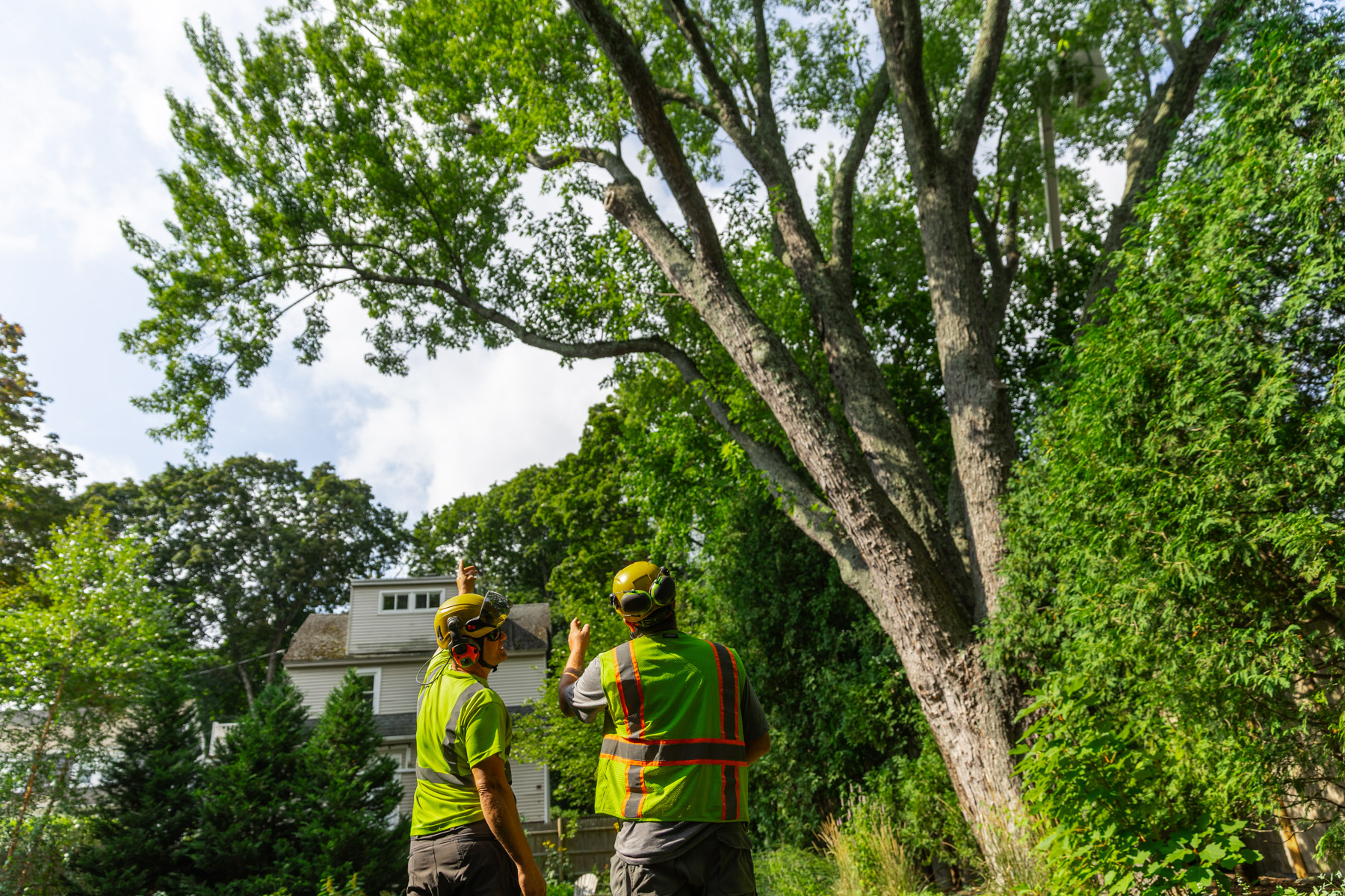 barrett-tree-service-tree-crew-members-evaluating-large-tree-conditions-day3-077