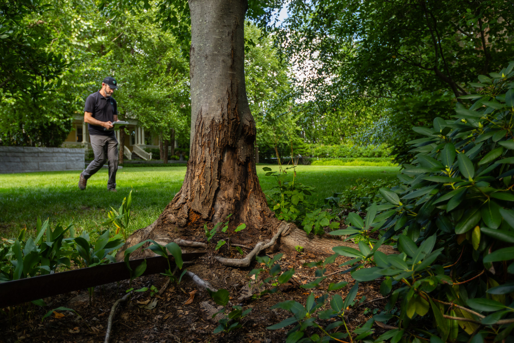 barrett-tree-service-tree-trunk-girdling-roots-108