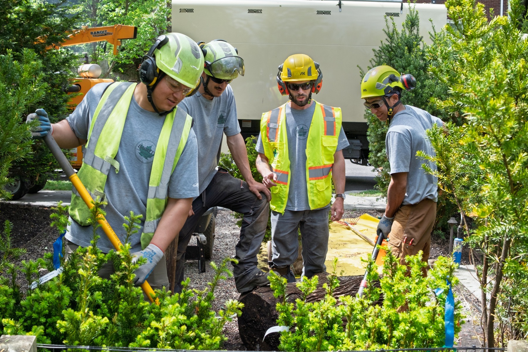 tree crew planting dig shovel