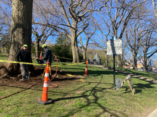Somerville MA tree service