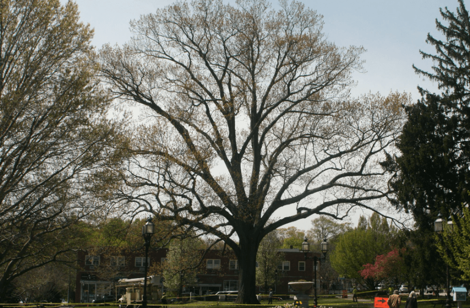 Winchesters Historic Downtown Common Oak