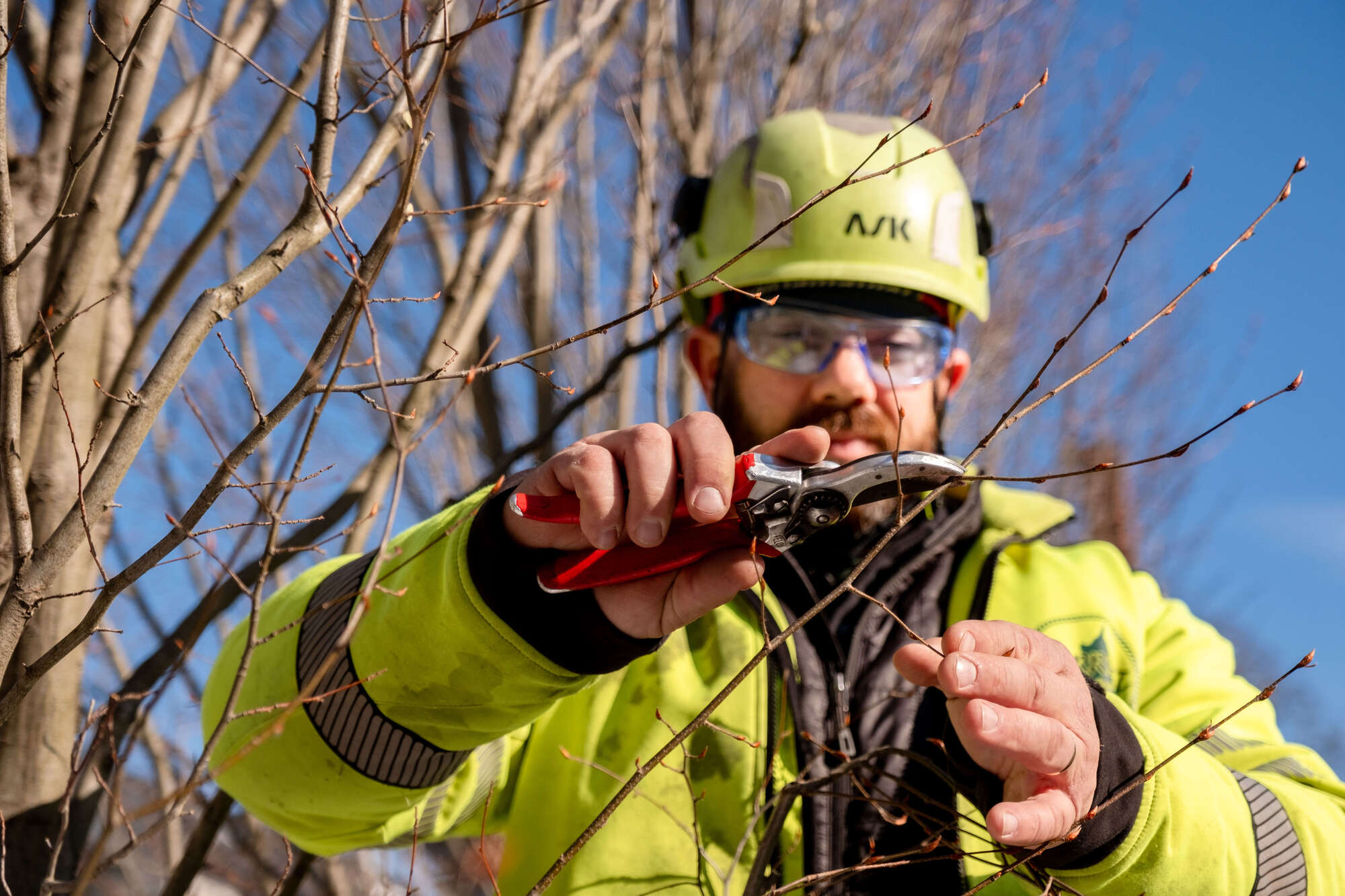 tree tech hand pruning