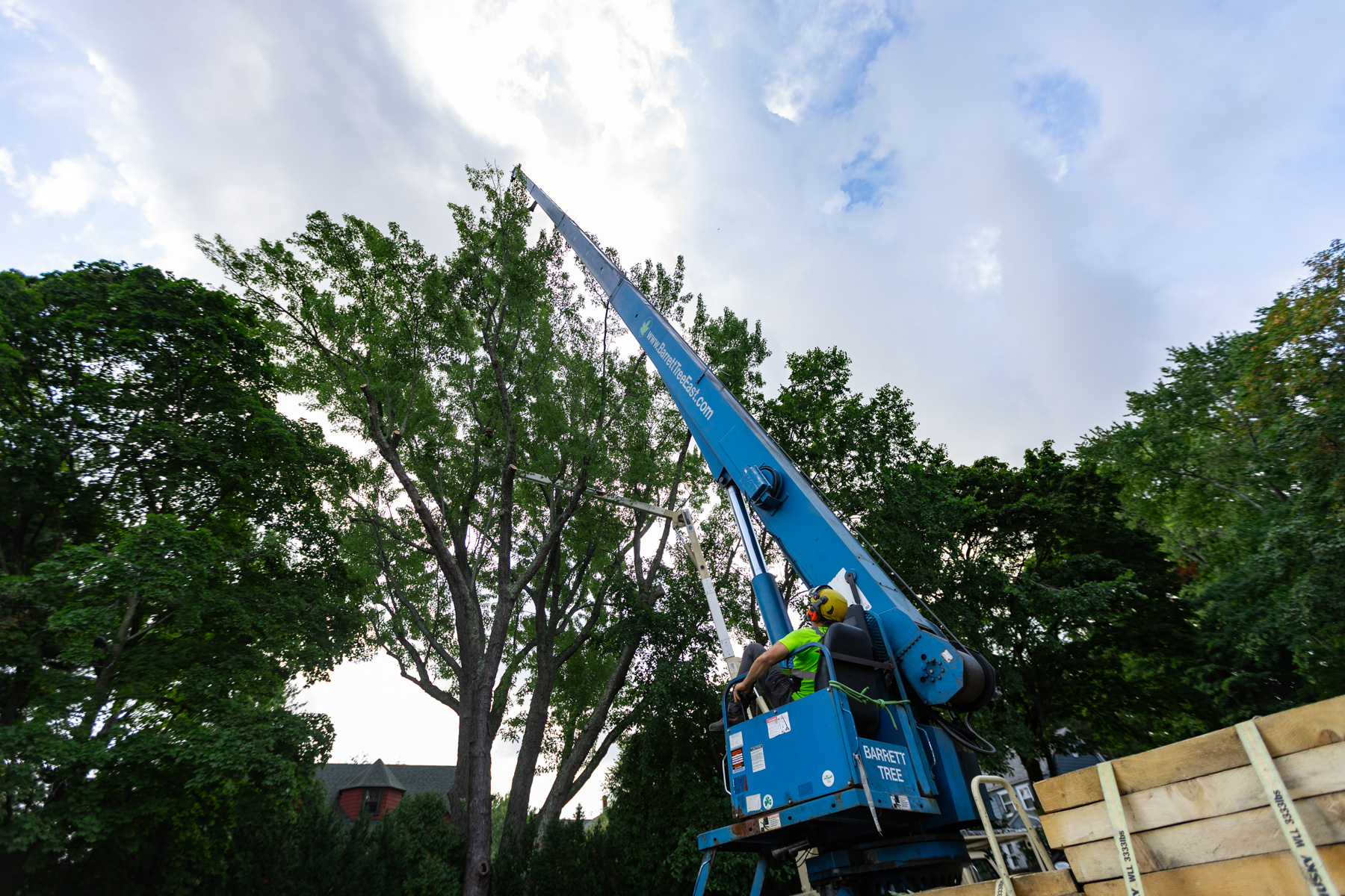 barrett-tree-service-blue-crane-tree-pruning-and-removal-day3-088