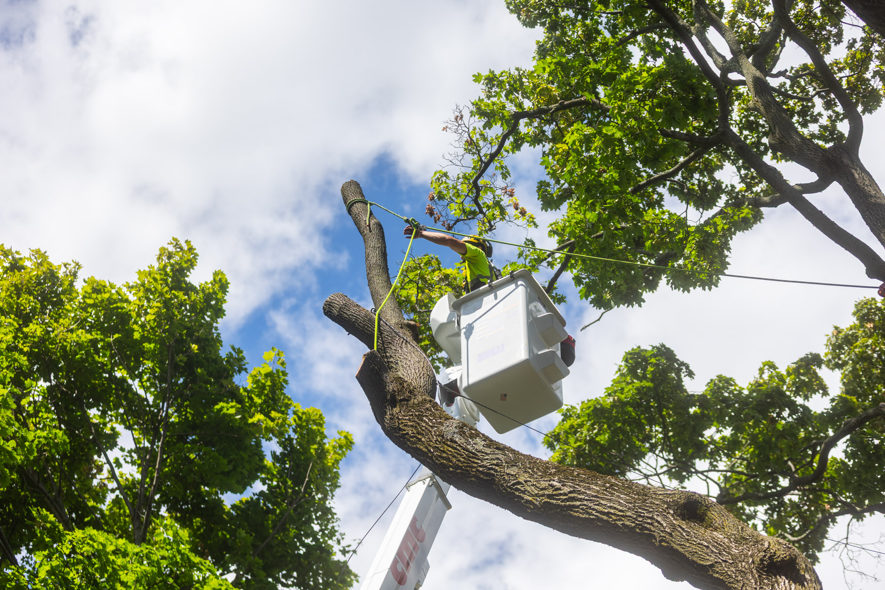 barrett-tree-service-bucket-truck-tree-removal-45