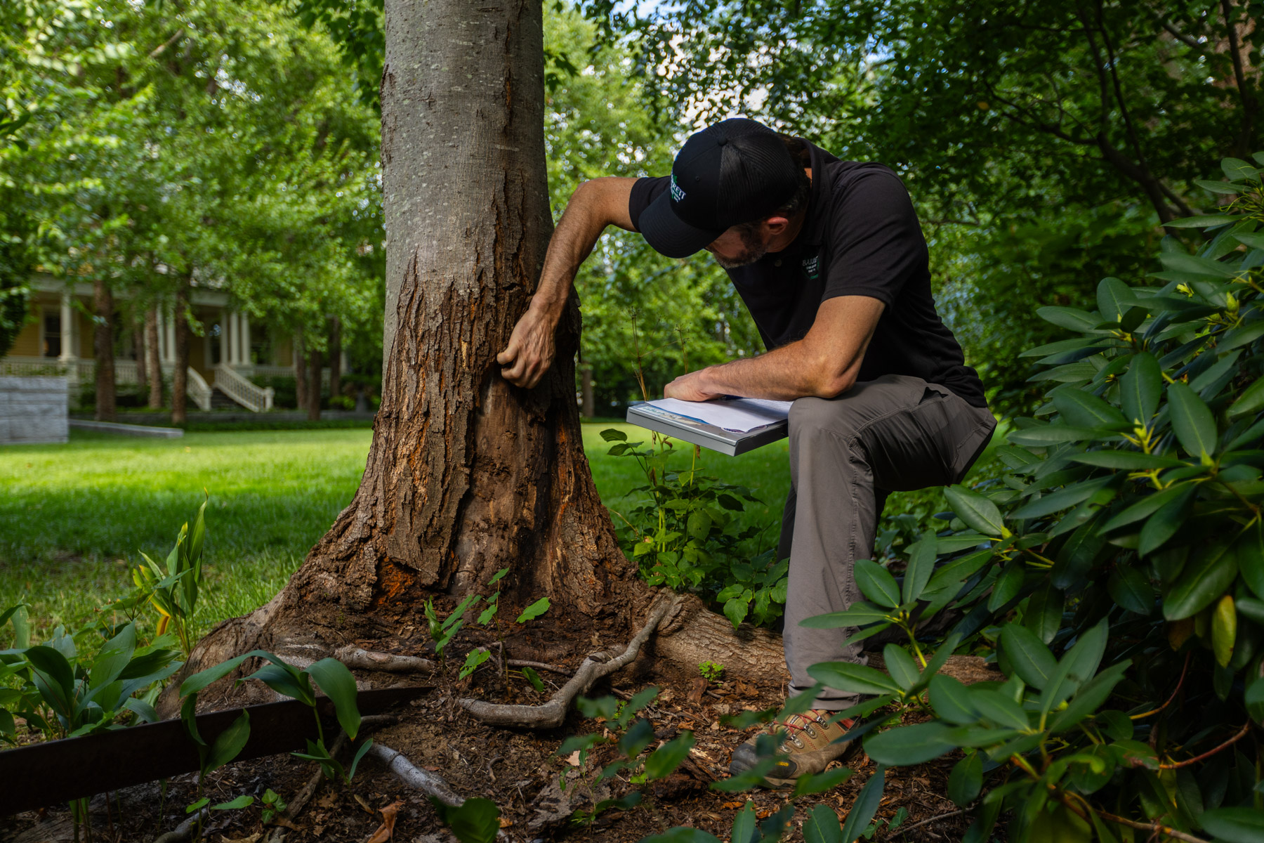 barrett-tree-service-certified-arborist-tree-root-evaluation-110