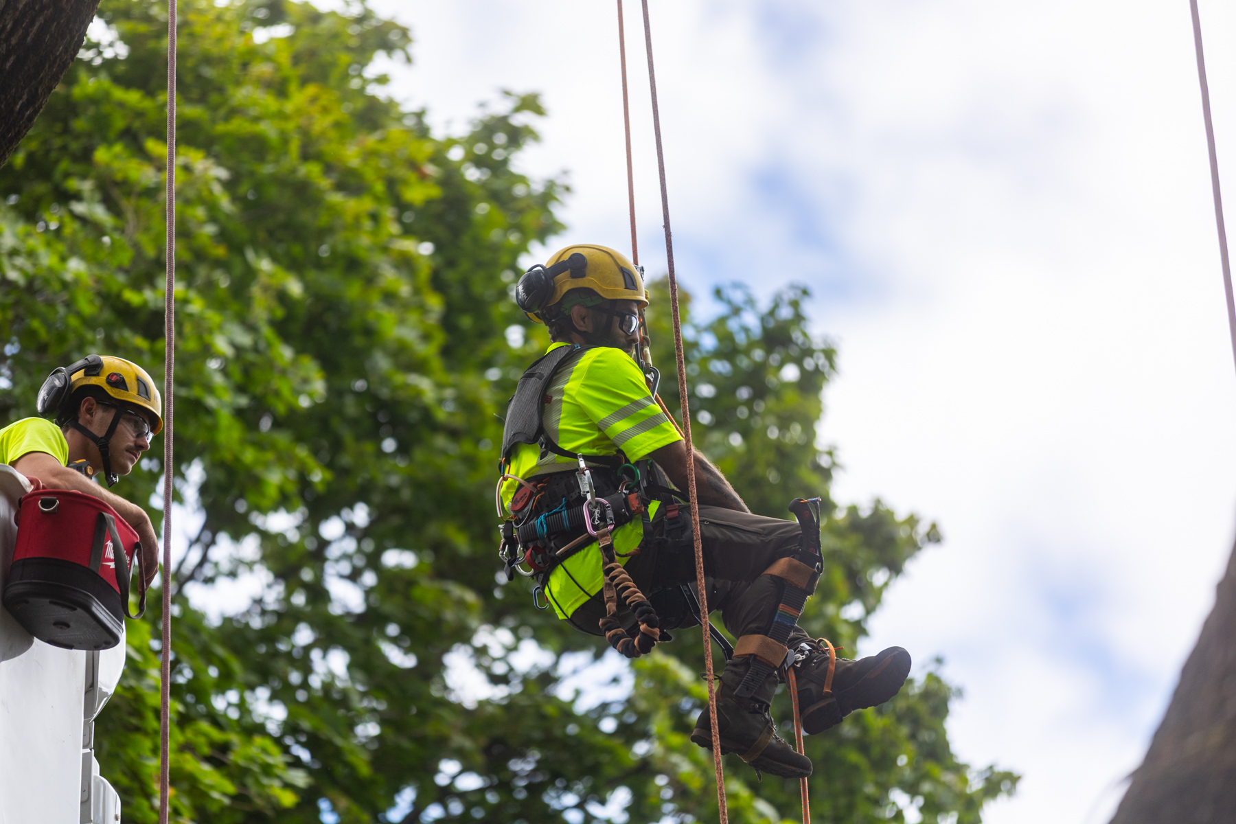 barrett-tree-service-tree-climber-rigging-with-crew-63