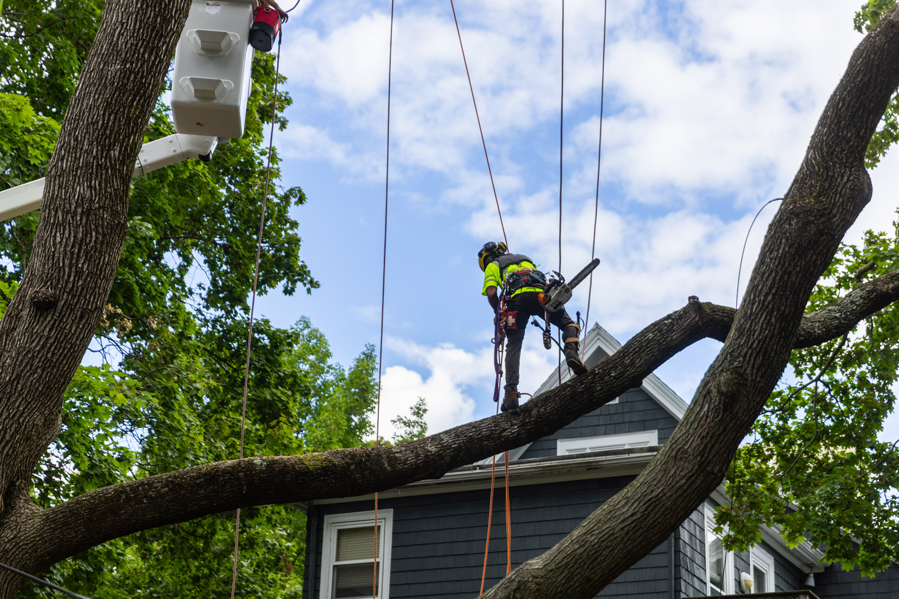 barrett-tree-service-tree-climber-rope-rigging-68