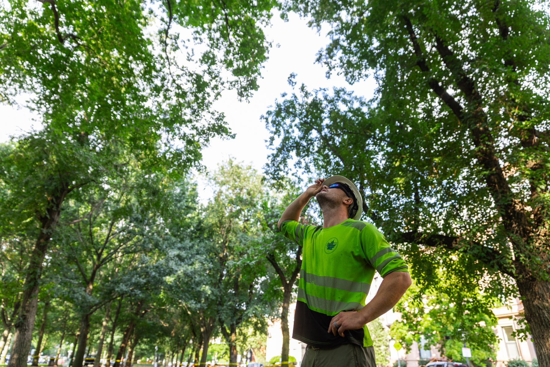 barrett-tree-service-tree-crew-leader-evaluating-tree-canopy-conditions-day3-060