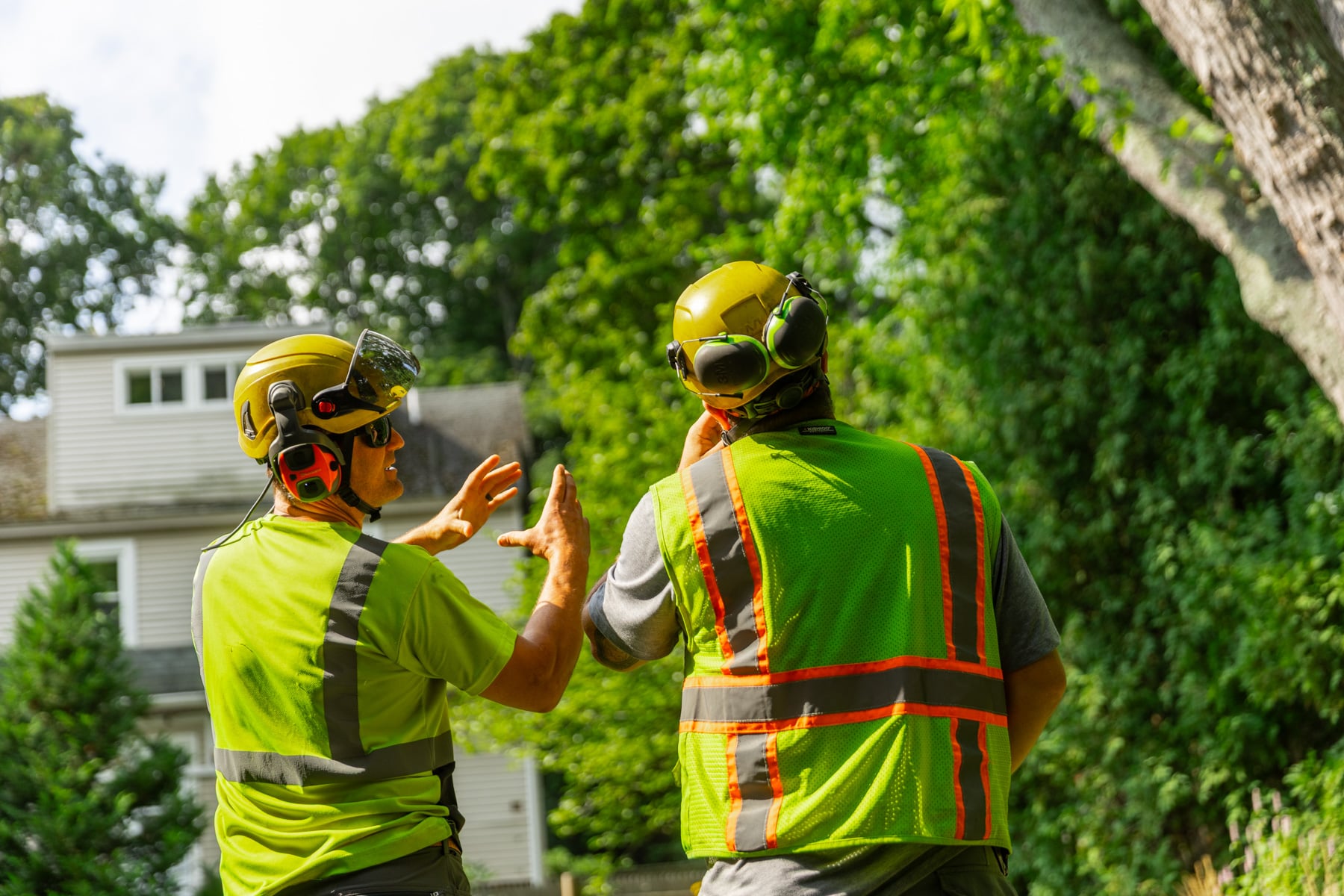 barrett-tree-service-tree-crew-members-evaluating-large-tree-conditions-day3-078