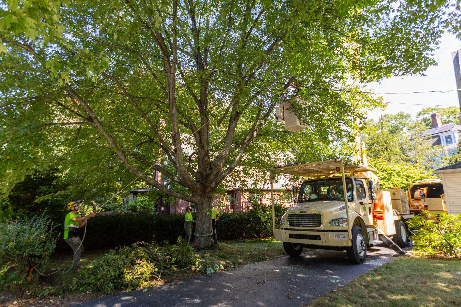 barrett-tree-service-tree-service-bucket-truck-pruning-rigging-tree-limbs-day2-095