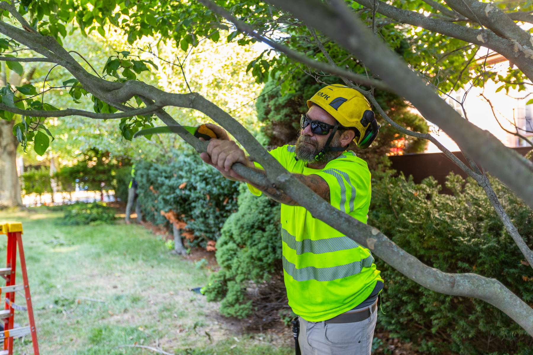 barrett-tree-service-tree-service-crew-shrub-and-small-tree-pruning-day2-039