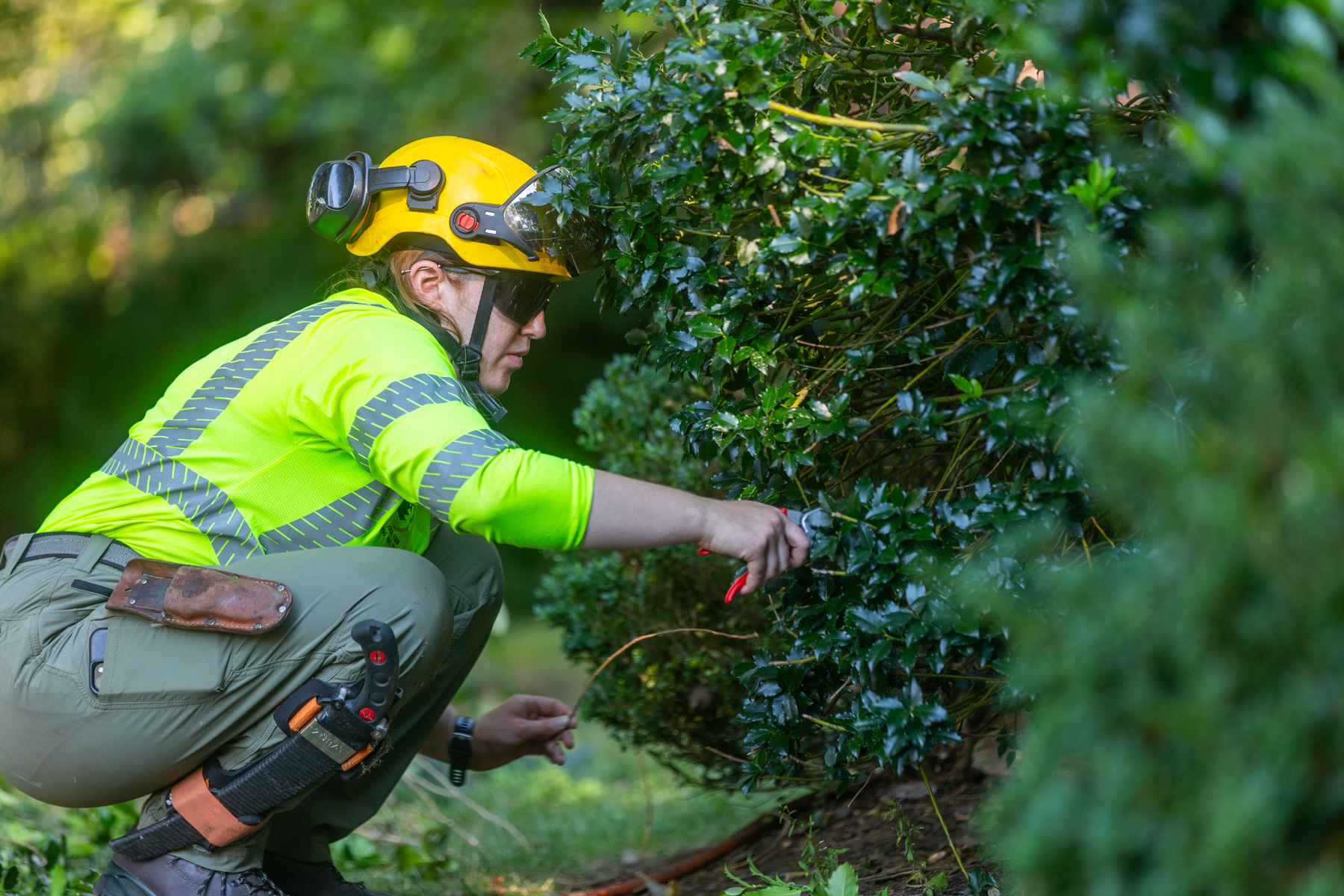 barrett-tree-service-tree-service-crew-shrub-and-small-tree-pruning-day2-043