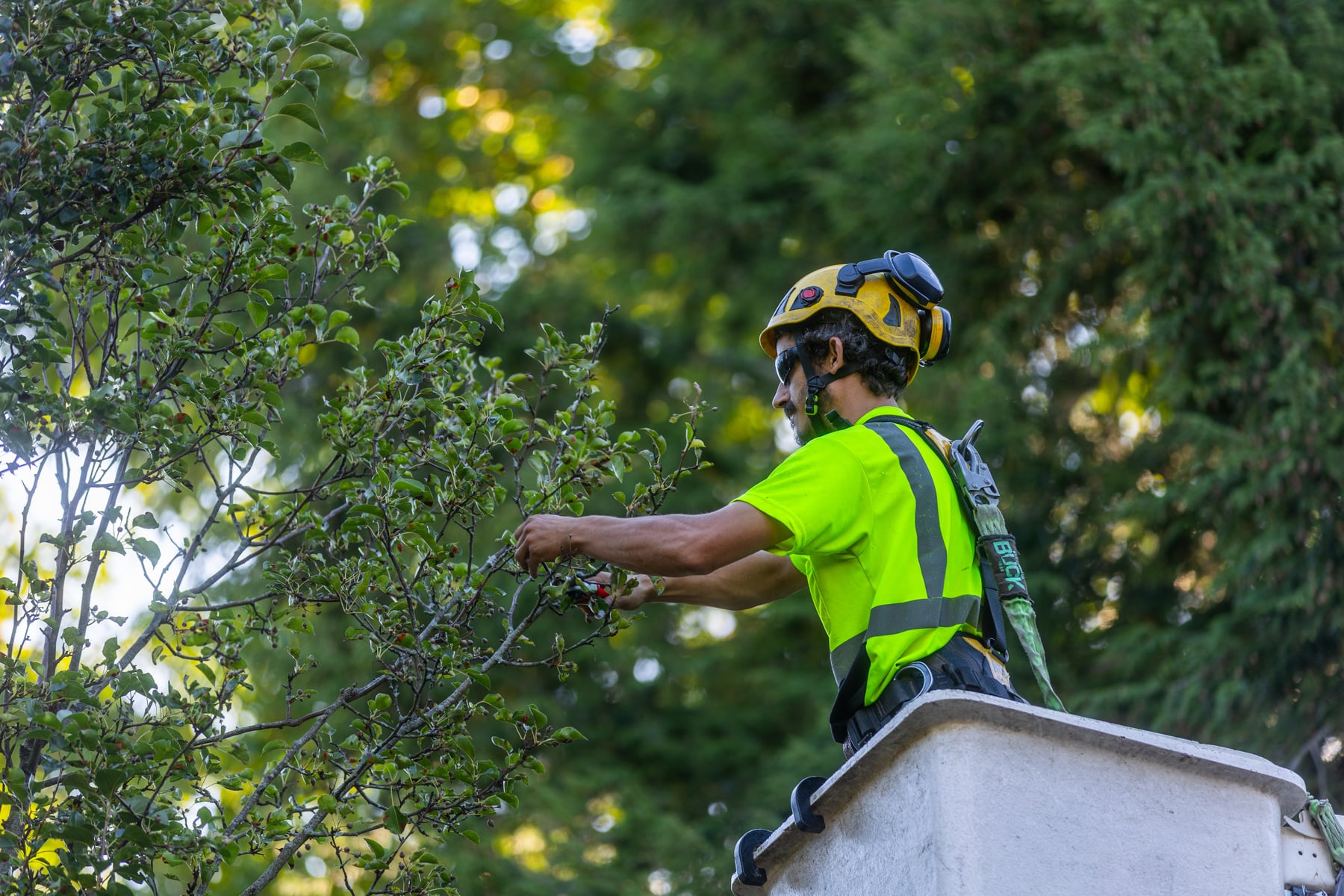 barrett-tree-service-tree-service-worker-bucket-truck-shrub-pruning-day2-035