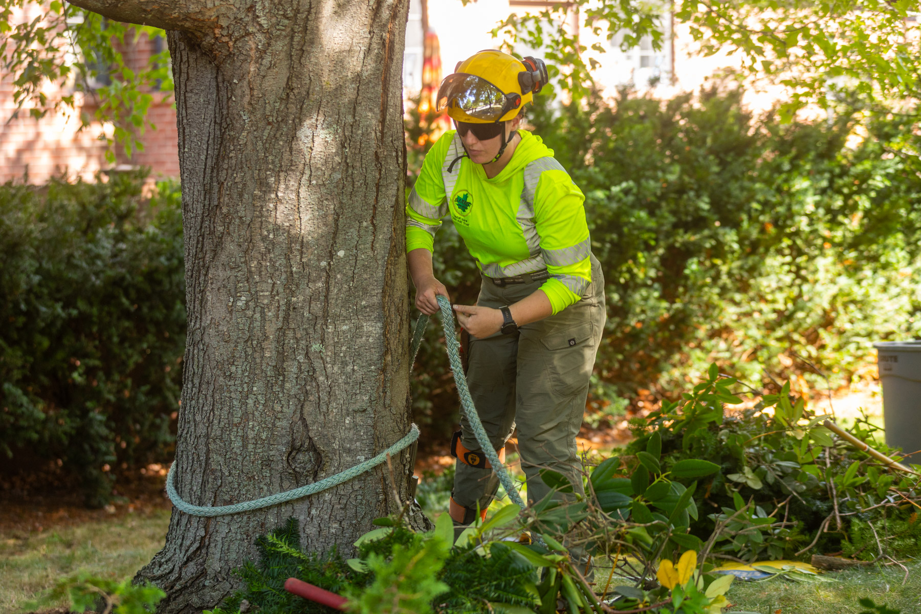 barrett-tree-service-tree-service-worker-installing-rigging-rope-tree-base-day2-083