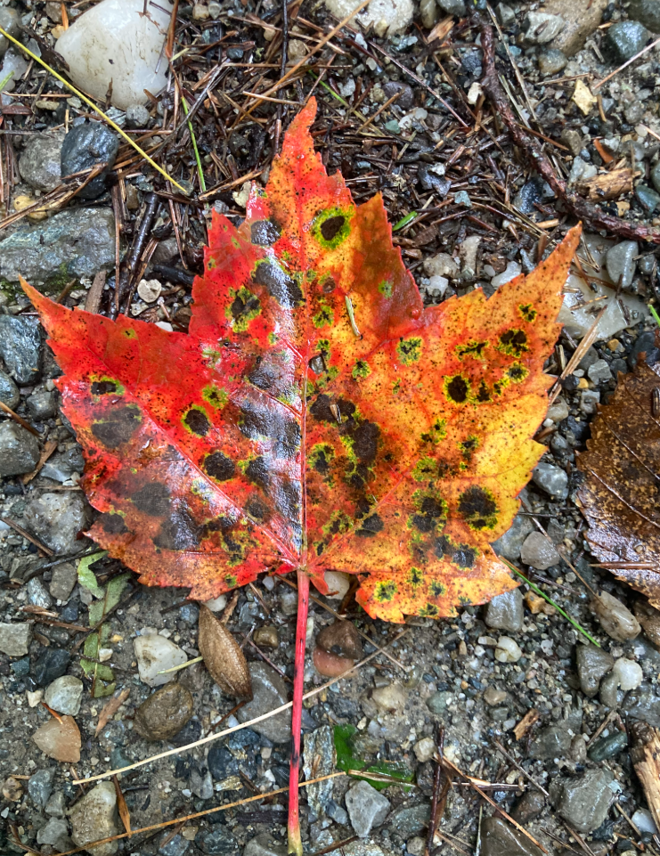 Plant Health Care Tips for the Coming Fall Season