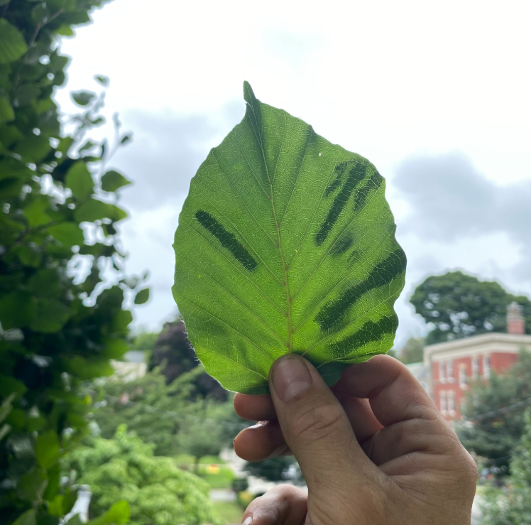 Tree Pests in Massachusetts: How to Protect Your Landscape Before Infestations Spread