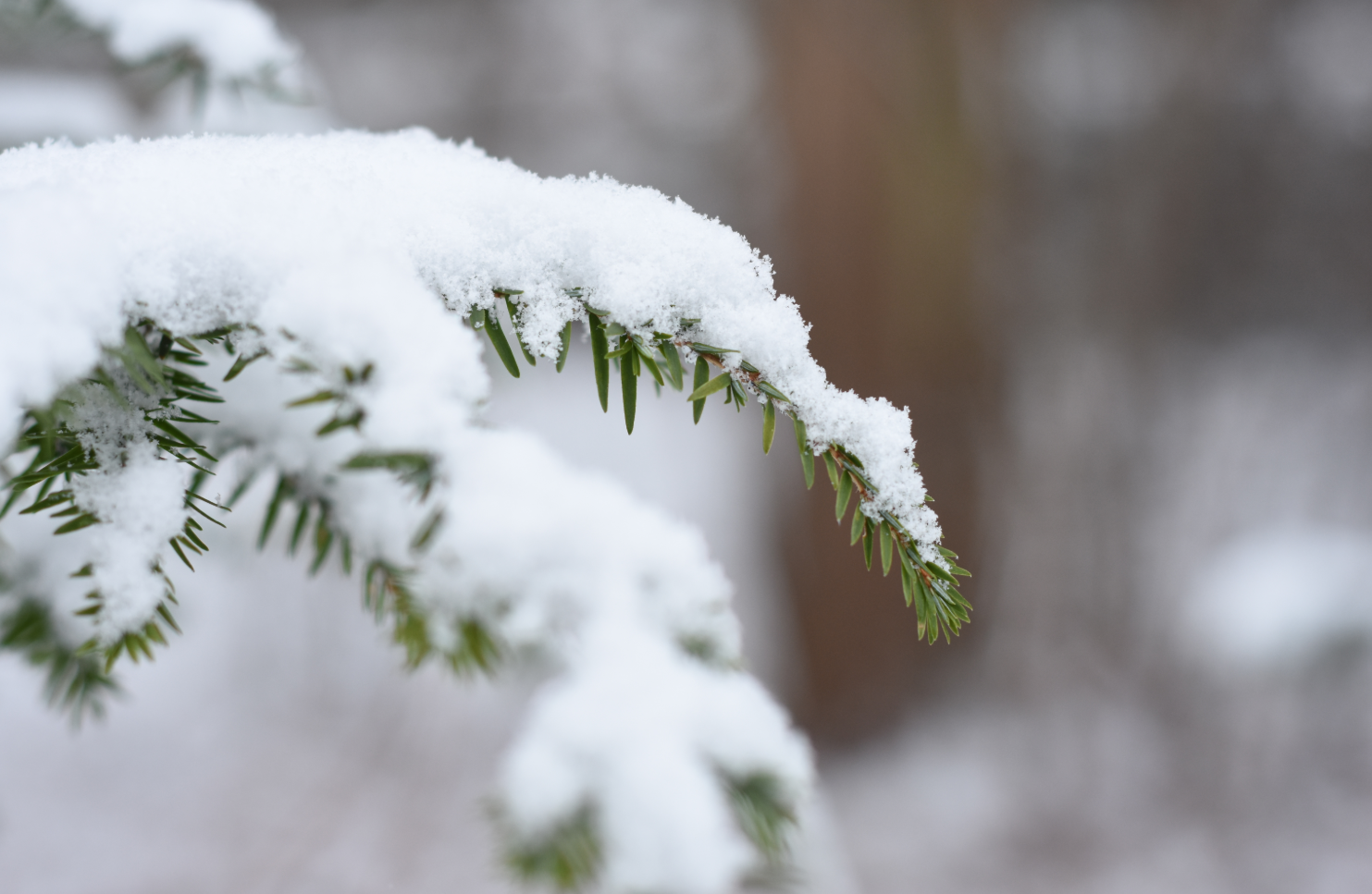 hemlock branches covered in snow