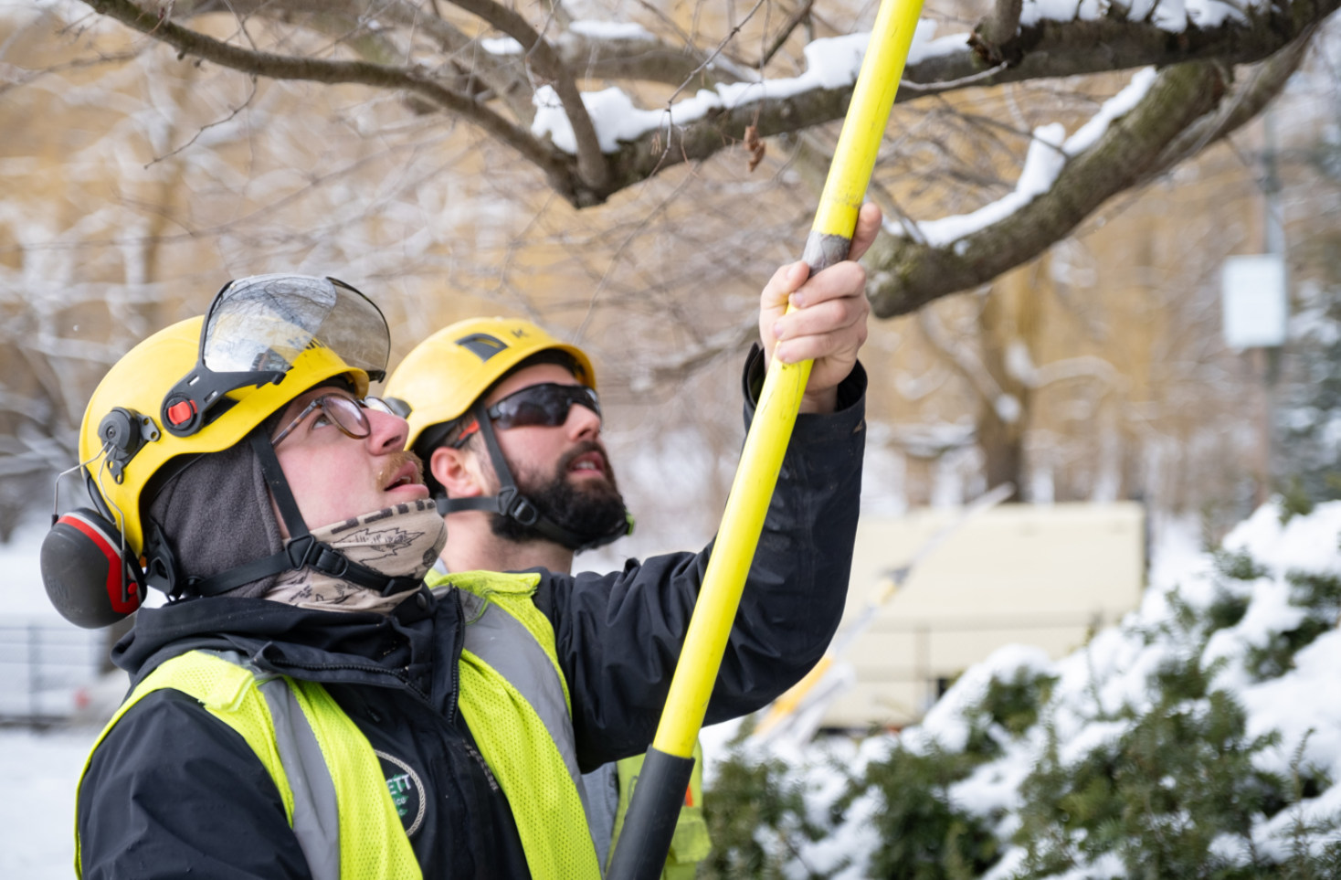 How to Keep Your Trees Healthy During Massachusetts Winters