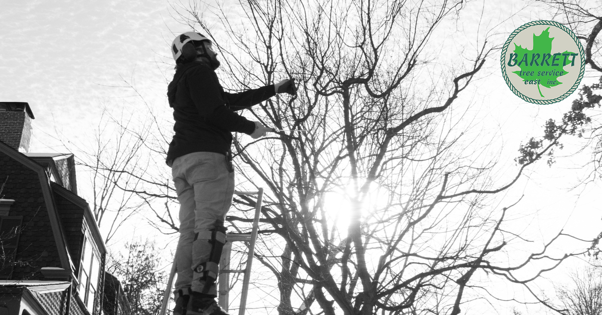 Why Winter Tree Inspections Matter More Than You Think