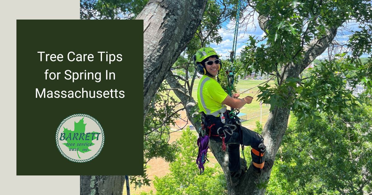 Tree Care Tips for Spring In Massachusetts