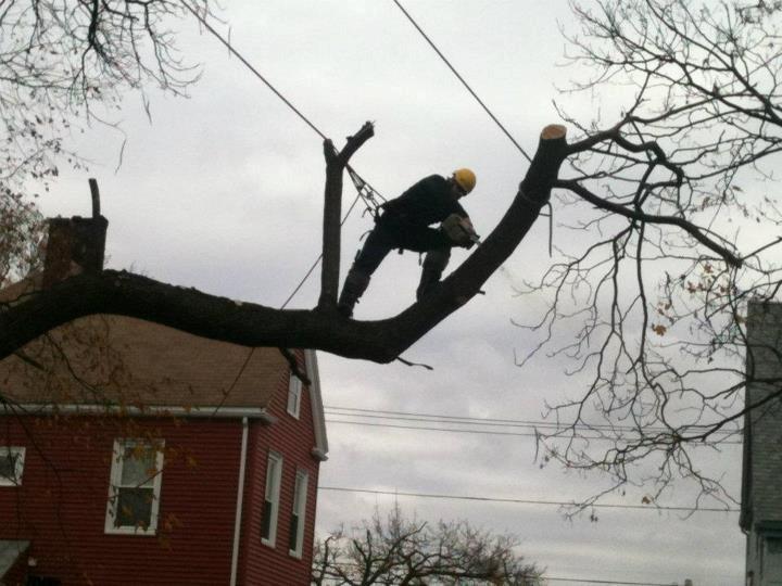 Climbing a tree